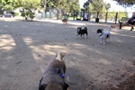 Dogs at Dog Park