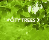City-Trees.jpg